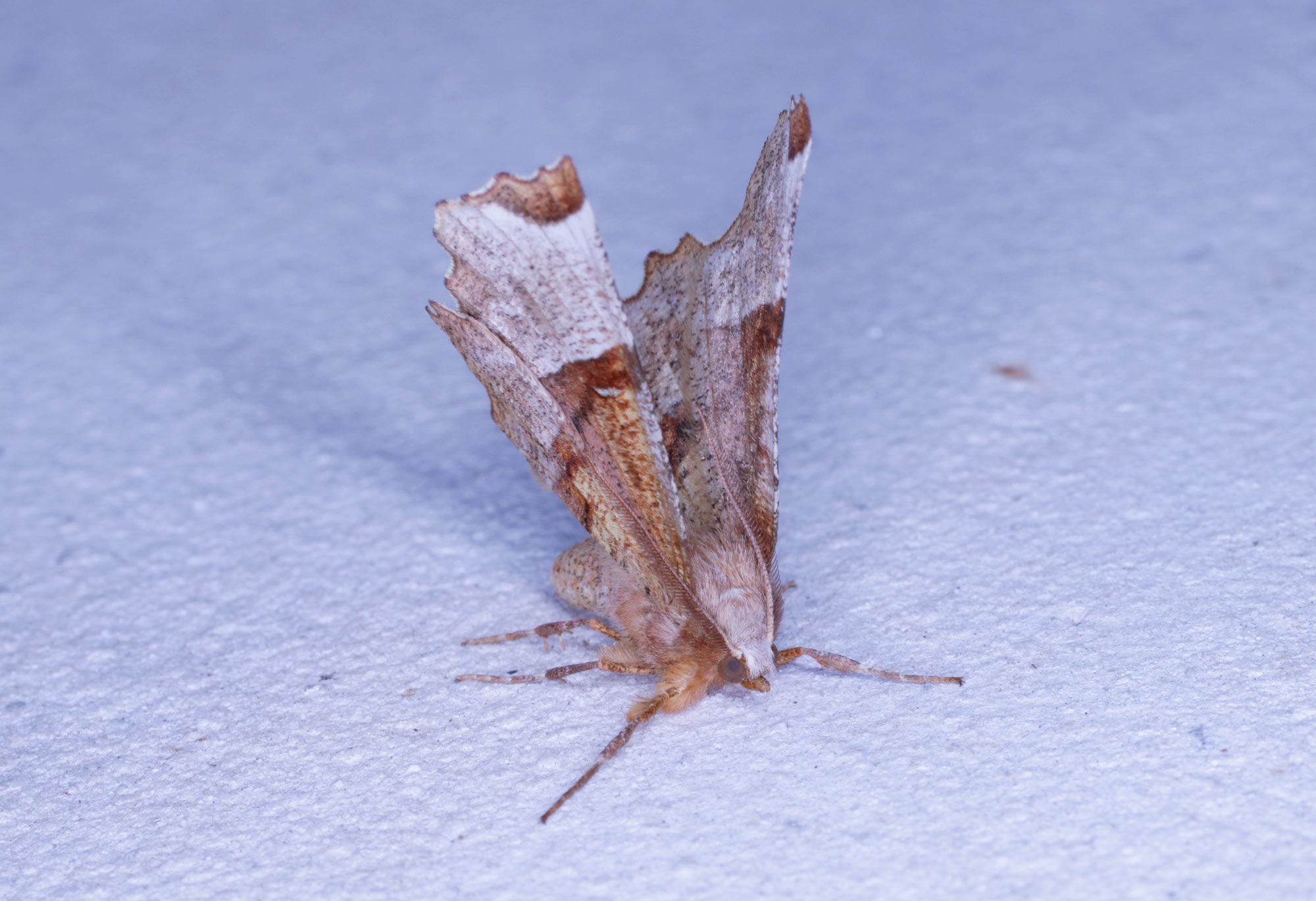 Lepidottero da ID: Selenia lunularia - Geometridae